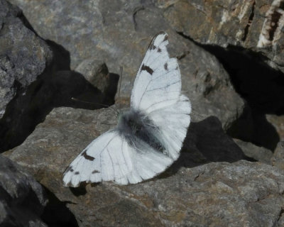 Spring White Butterfly_Schilthorn