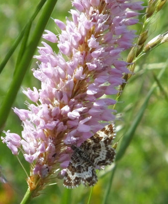 Argent and Sable moth_Murren