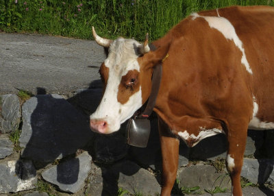Cow with bell in Murren
