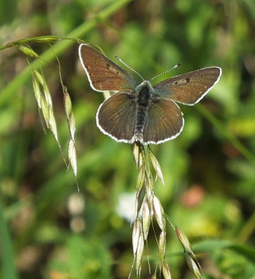 Small or Little Blue butterfly on Quaking Grass