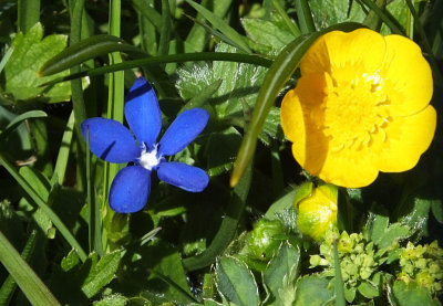 Spring Gentian and buttercup_Mannlichen
