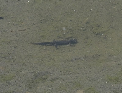 Alpine Salamander_Mannlichen