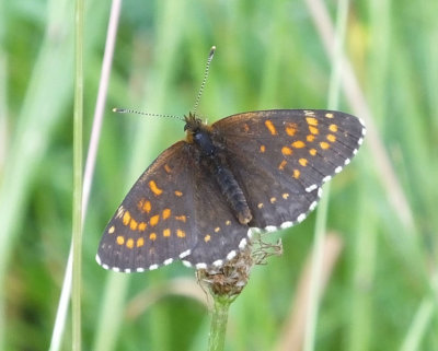 False Heath Fritillary butterfly_Murren