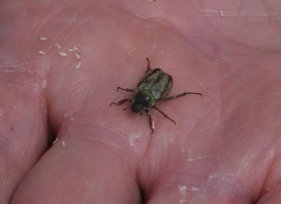 Chafer_Hoplia argentea