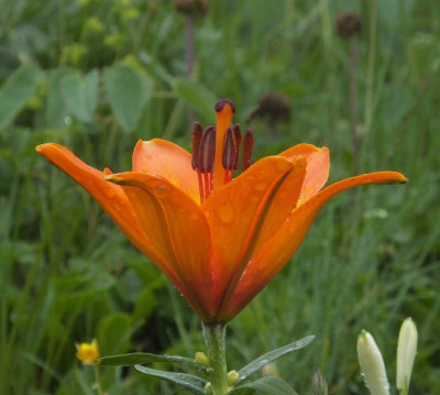 Lilium bulbiferum_Schynige Platte