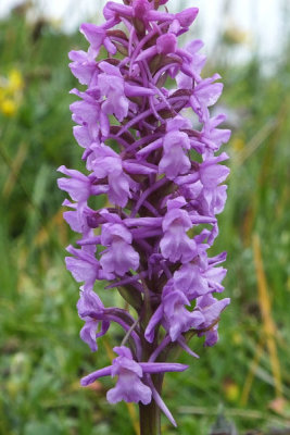 Fragrant Orchid_Schynige Platte