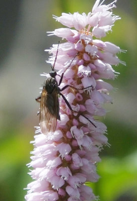 Brownish beetle on Bistort_Schynige Platte