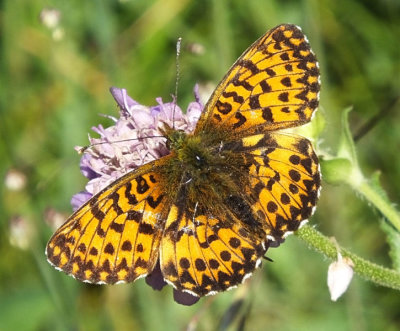 Pearl Bordered Fritillary butterfly_Murren