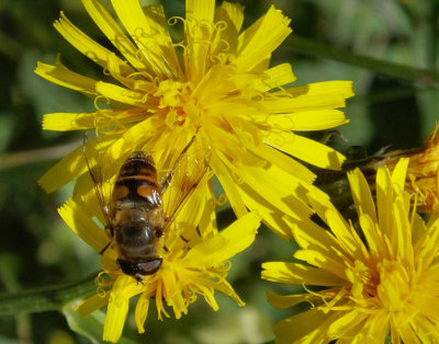 Hoverfly on maybe Rough Hawkbit_Murren