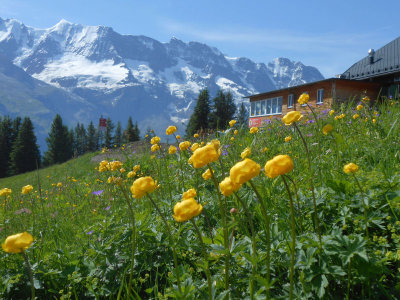 Alpine view and flower meadow from Allmendhubel