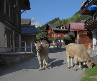 Cows with bells in Murren