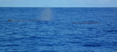 Two Sperm Whales logging and blowing