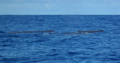 Logging Sperm Whales