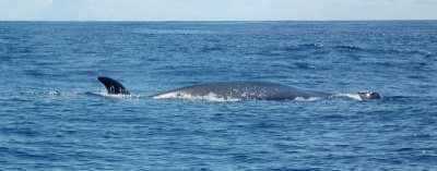 Sei Whale