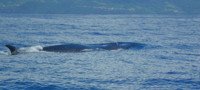 Sei Whale