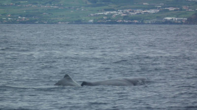 Two Sperm Whales and Faial island