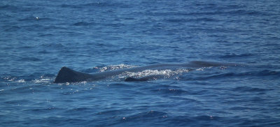Sperm Whale mother and Calf