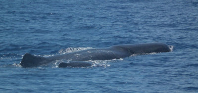 Sperm Whale Mother and Calf