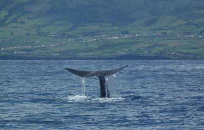  Sperm Whale tail diving 