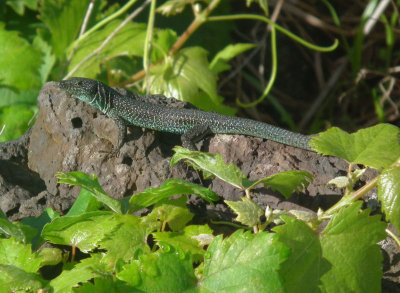 Madeiran Wall Lizard in vineyards Lajido