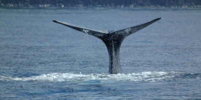 Sperm Whale tail flukes diving
