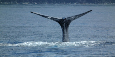 Sperm Whale tail flukes diving