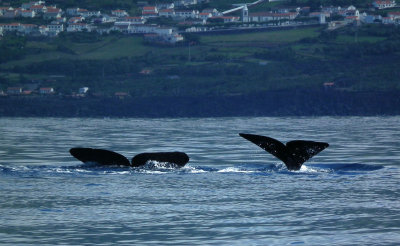 Synchronised diving_two Sperm Whales