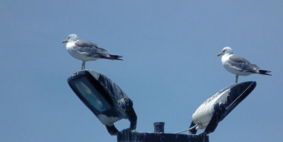 Western Yellow Legged Gull