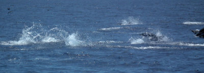 Striped Dolphins splashing