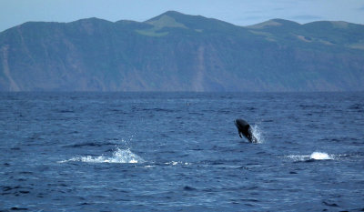 Striped Dolphin jumping