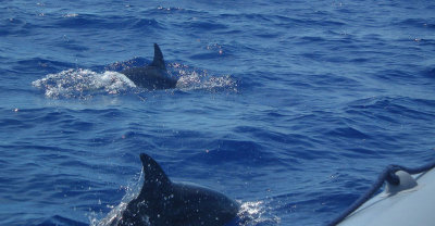 Bottlenosed Dolphins alongside zodiac