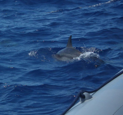 Spotted Dolphin along side Zodiac