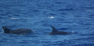 Bottlenosed Dolphins