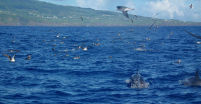 Spotted Dolphins corralling Bait Ball with Cory's Shearwaters circling above