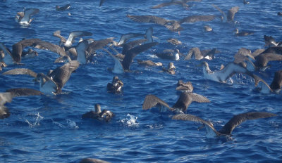 Cory's Shearwatwers over bait ball