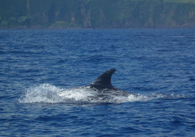 Risso's Dolphin