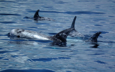 Risso's Dolphins