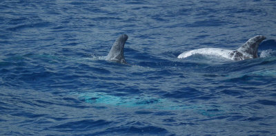 Risso's Dolphins