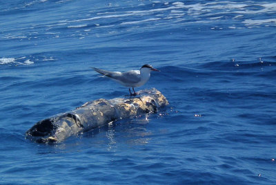 Common Tern on log at sea