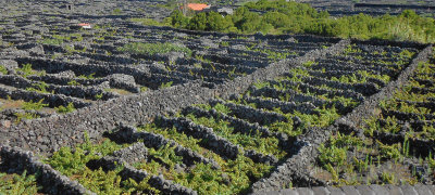 Lajido Basalt Walled Vineyards from top of Windmill