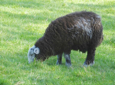 Herdwick sheep Coniston