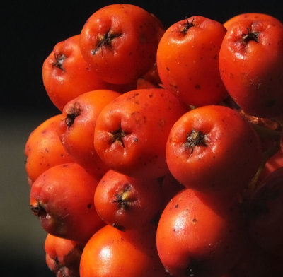 Rowan berries