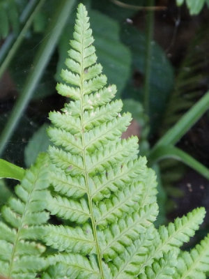 Royal Fern near Whillan Beck