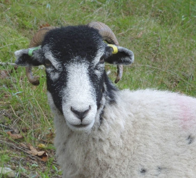 Swaledale sheep at Lake Bank