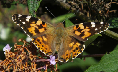 Painted Lady at Hill Top garden