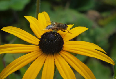Hoverfly on Rudbekia at Hill Top garden