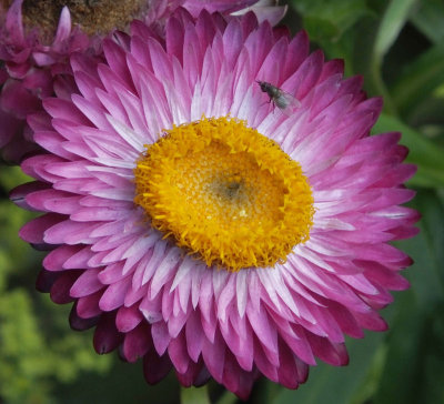 Flower and fly at Hill Top garden