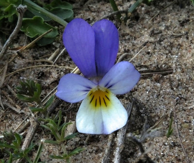 Small Pansy on sand dunes_Walney Island