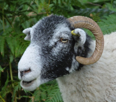 Swaledale sheep chewing.