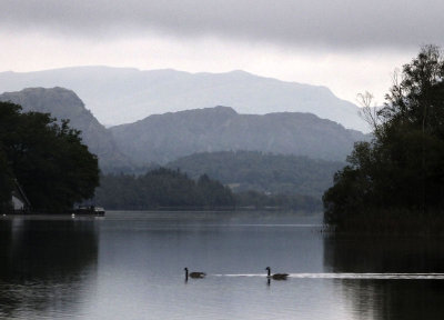 Canada Geese on Coiniston Water near sunrise